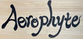 Aerophyte　